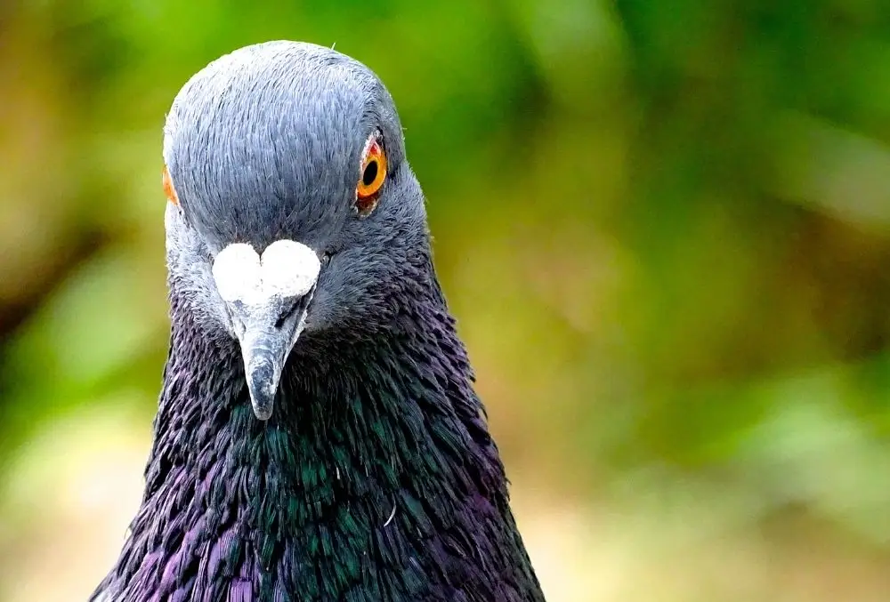 الگوریتم کبوتر (Google Pigeon)